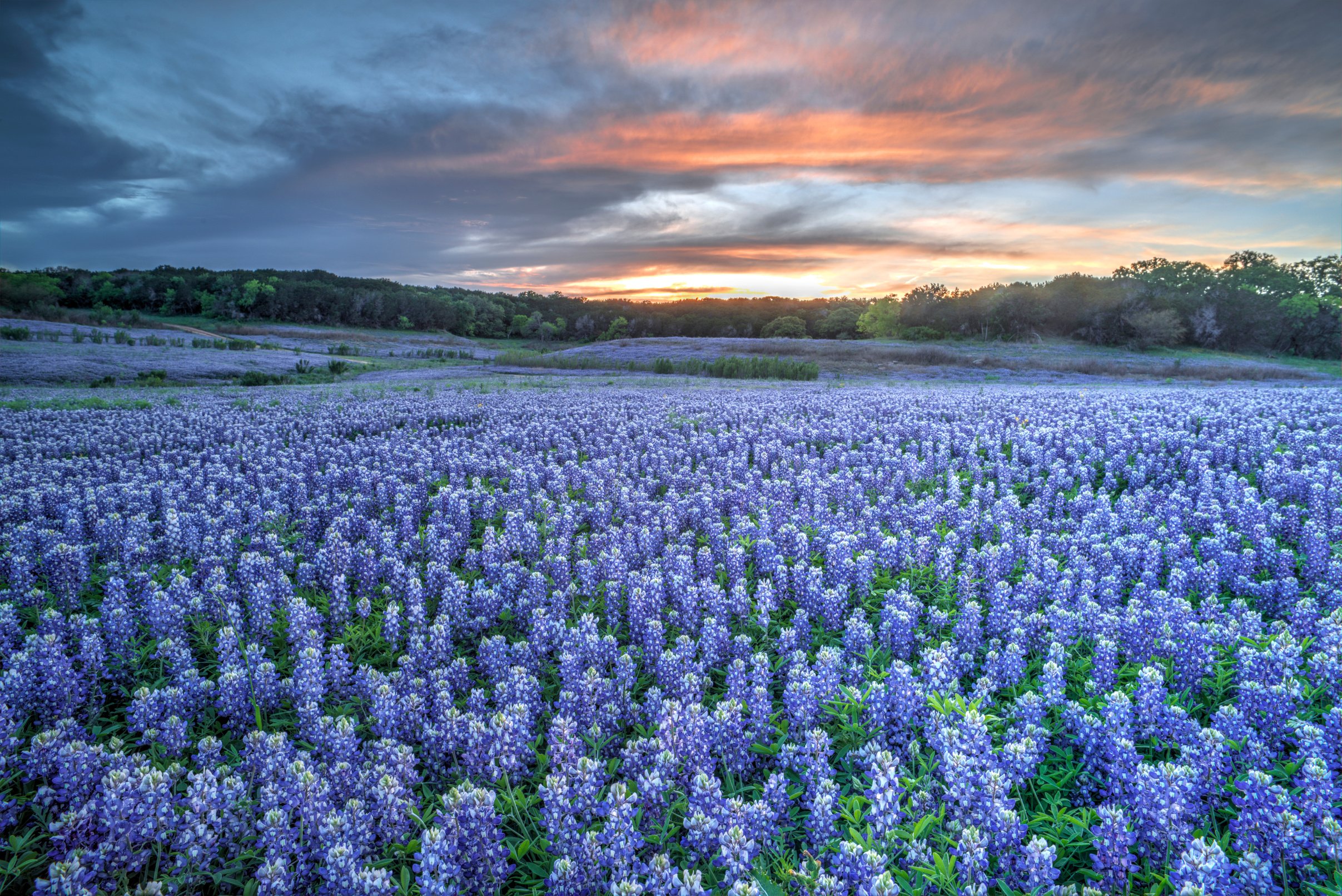 Bluebonnets, TX